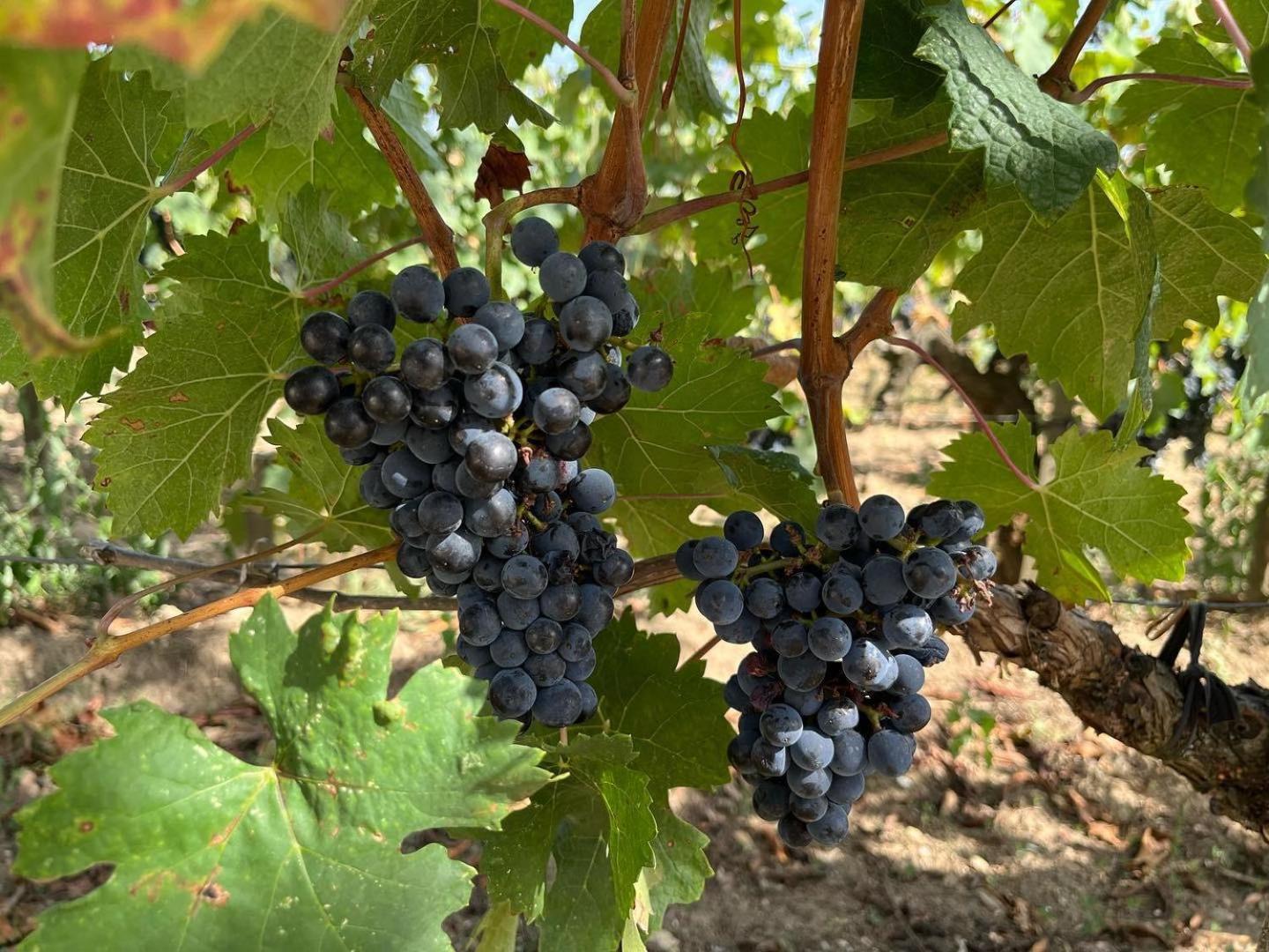 Les Logis Des Vignobles Sainte Emilion En Duplex N 3 Avec Terrasse Lejlighed Eksteriør billede